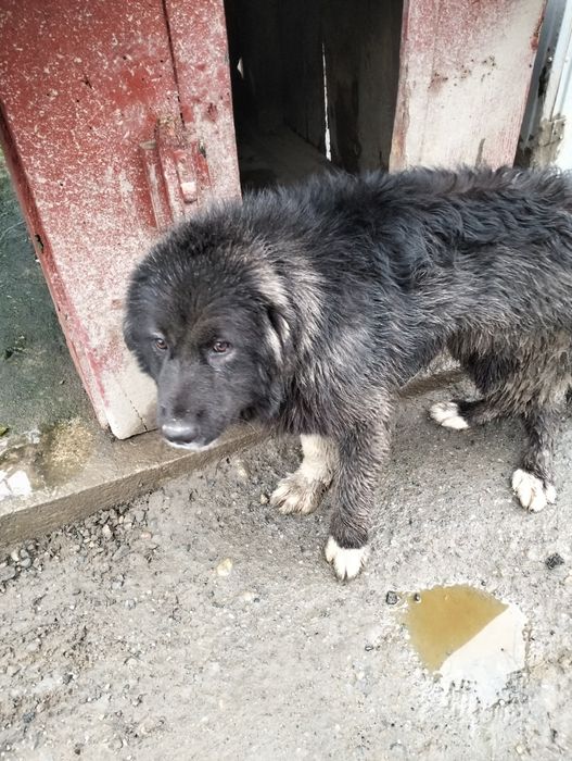 Vind cățelușă de rasă Ciobanesc de Bucovina corb