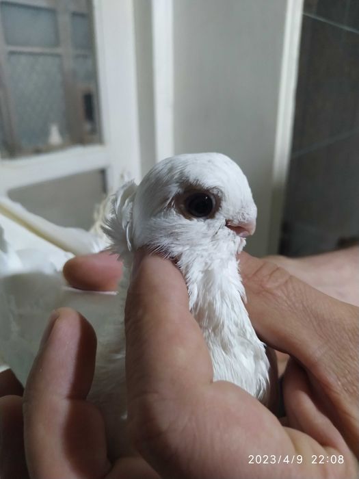 Продаются голуби