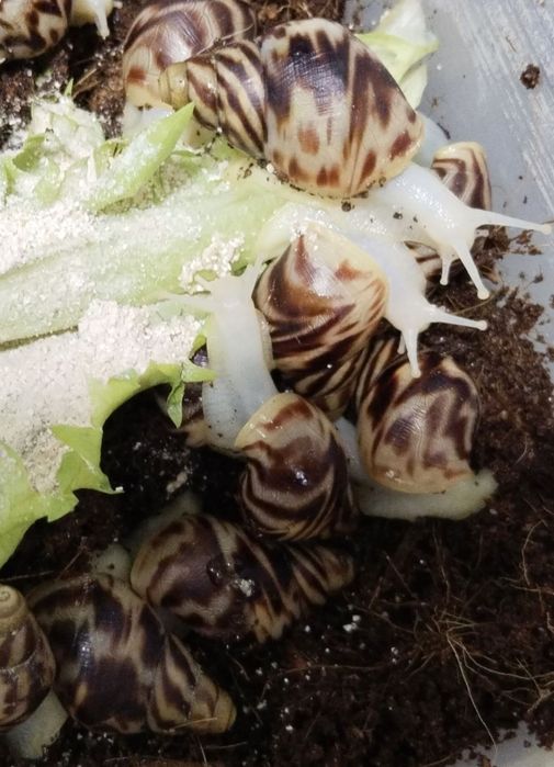ахатина ретикулята альбинос, Retikulyata