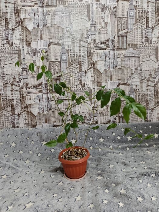 Жасмин цветы продажа