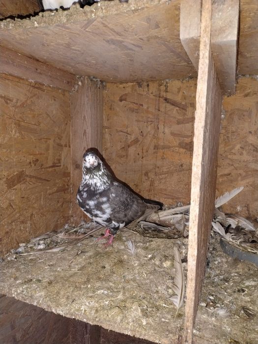 Porumbei pescăruși și tipleri