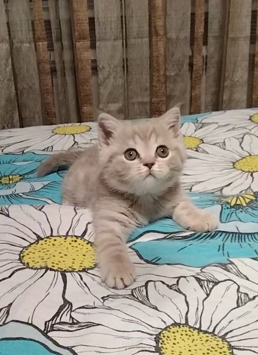 Шоу класс! Девочка.