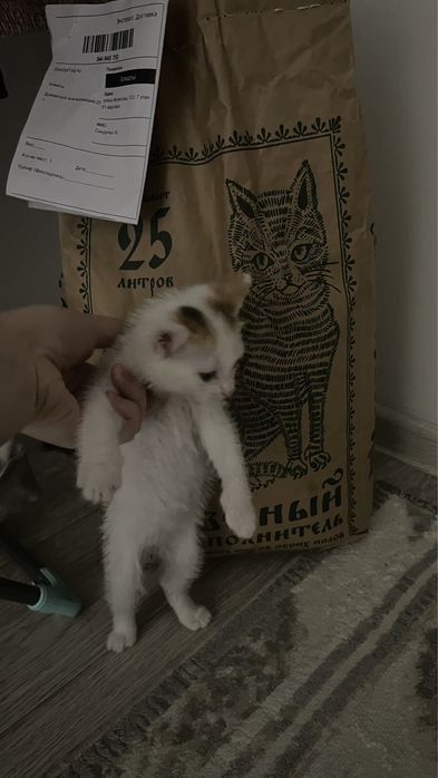 отдам за доброгочеловека