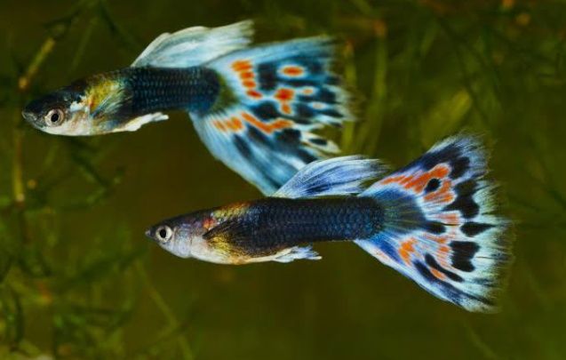 Продам рыбок гуппи