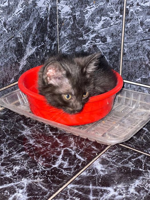 Котенок девочка в добрые руки.