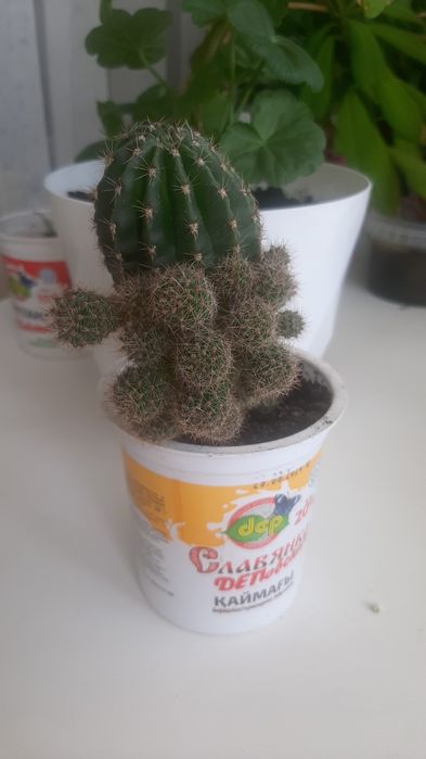 Комнатные растения