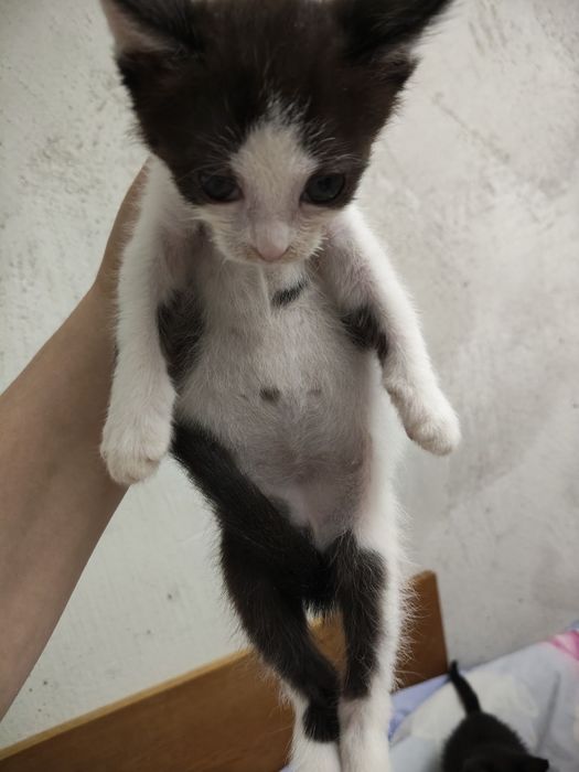 Отдам котят в добрые руки