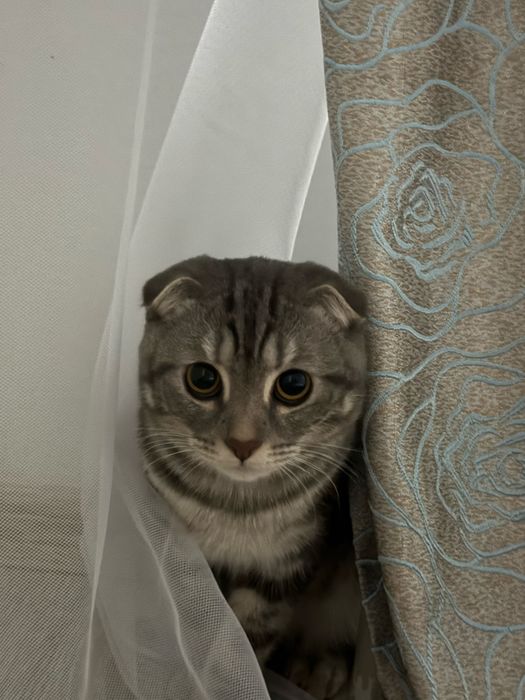 Продаём котика Шотландский вислоухая