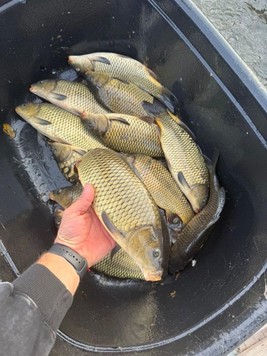 Сазан(карп), продам