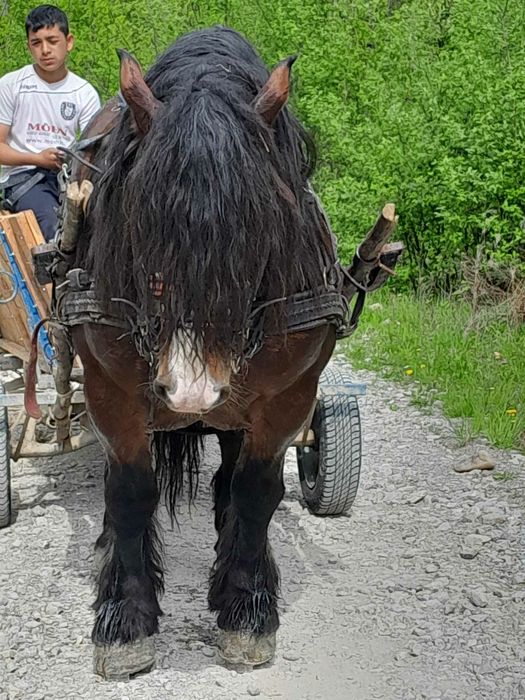Vând mânz de 7 luni