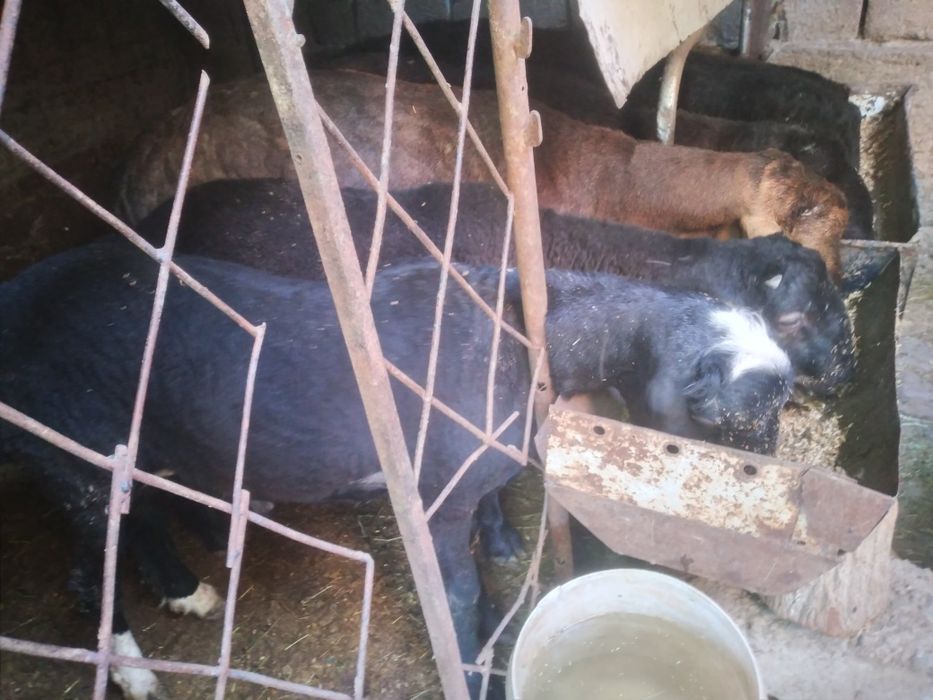 Qurbonlik uchun sifatli be nuqson qulog'i butun Quchqorllar bor