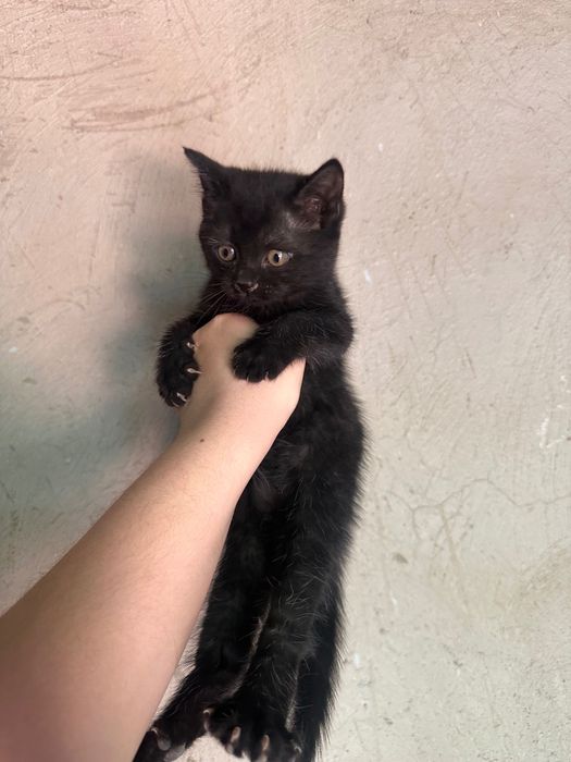 Котята Шымкент в добрые руки