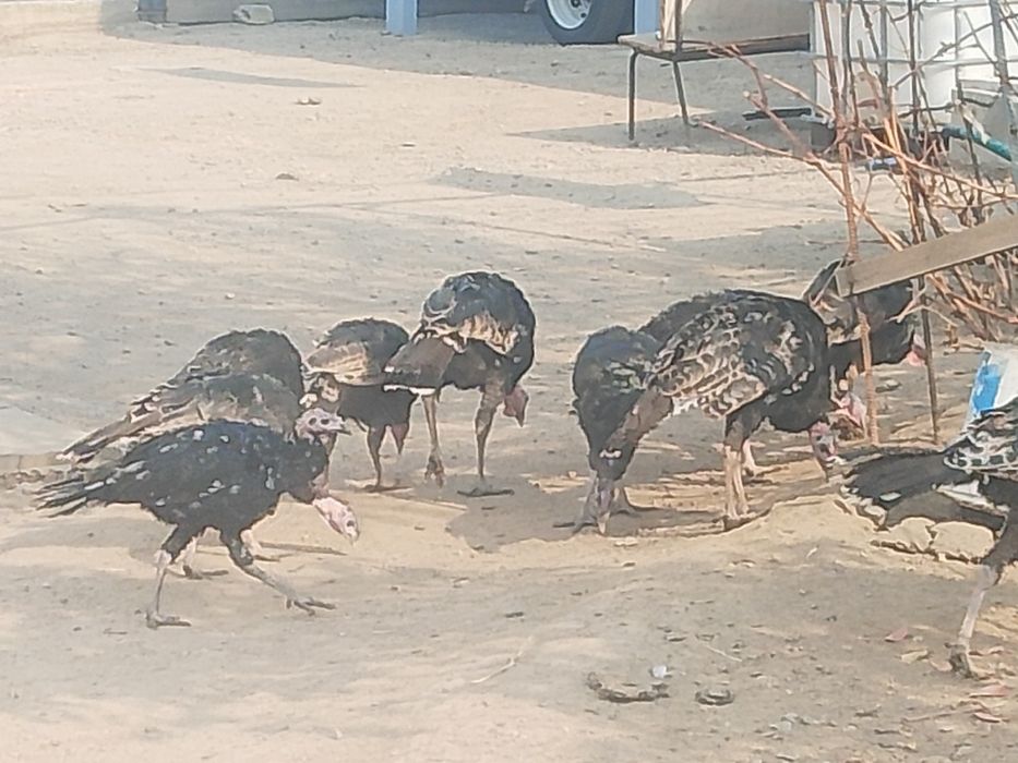 Ундик прадам 10000