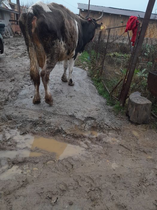 Vand vaca cu vitel an burta  are si lapte