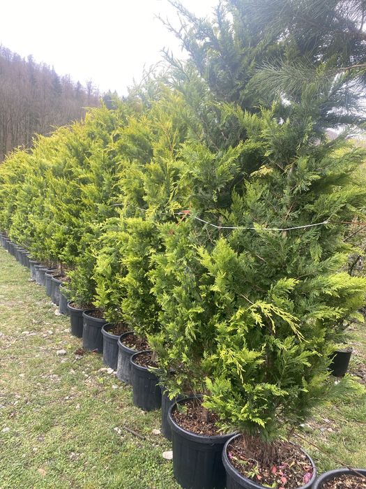 Planta Leylandi Gard viu