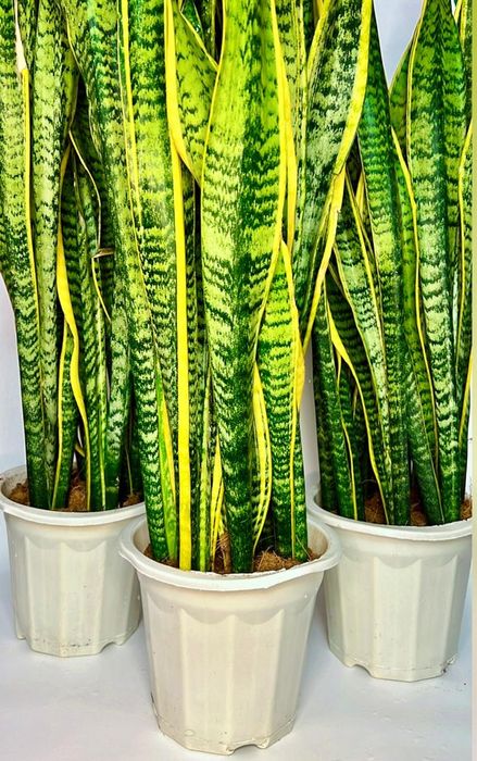 Сансенвиерия Лауренти 100см