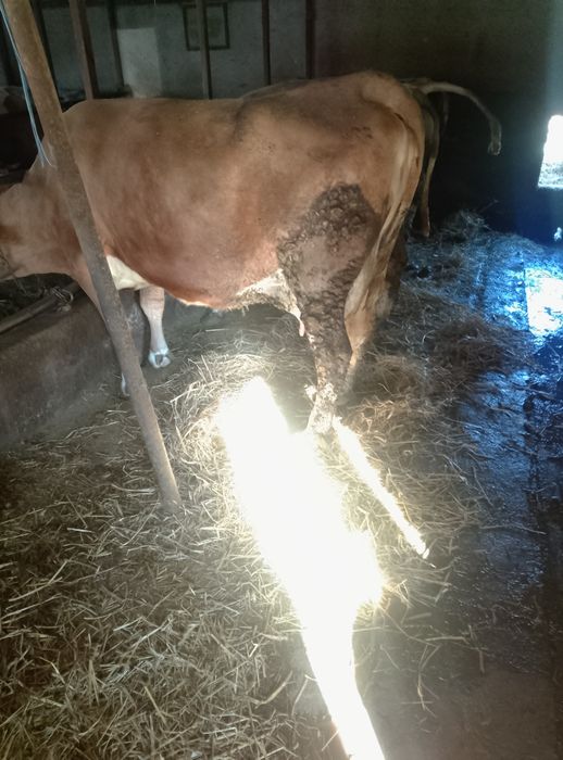 Bovine de vânzare