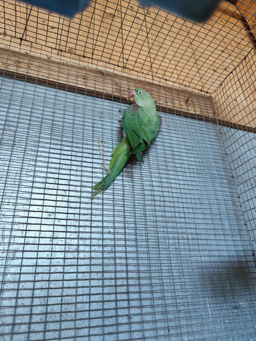 Micul și Marele Alexandru