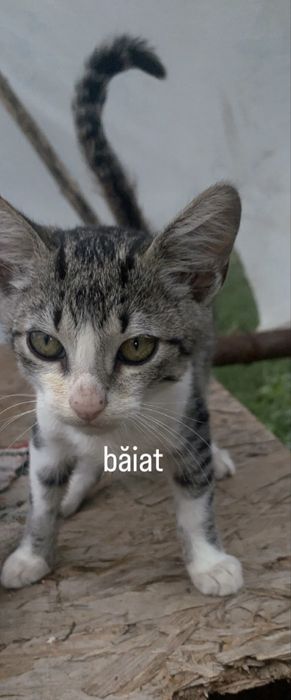 Pisoiași pentru adopție