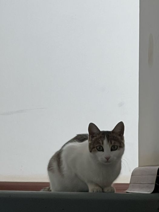 Отдам в добрые руки