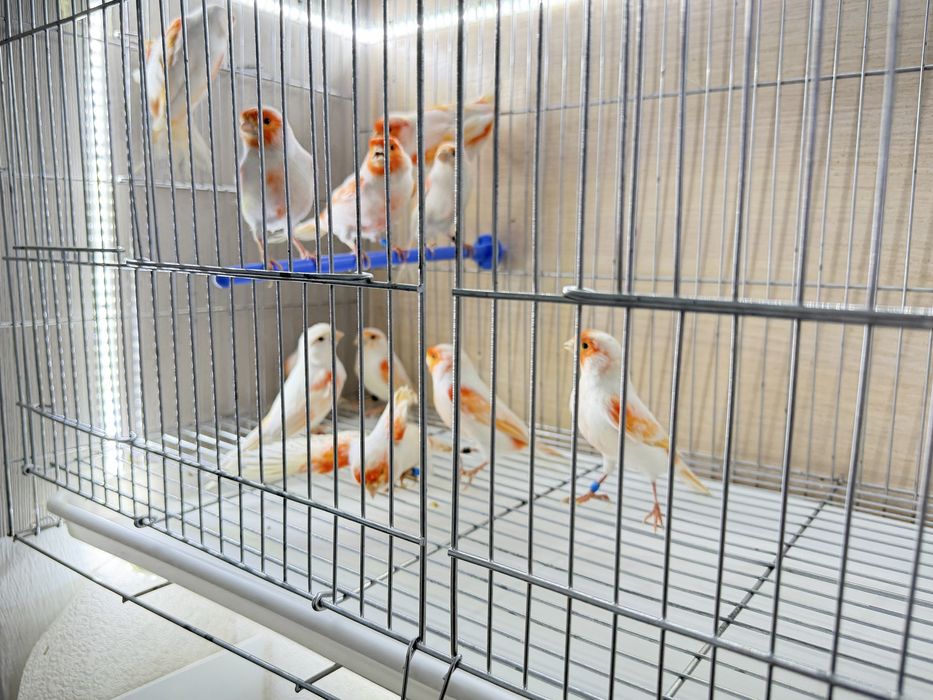 Продам канарейки