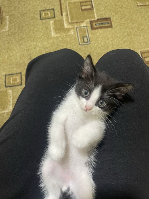 Отдам котят в добрые руки