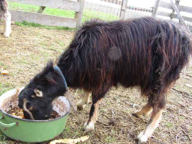 2 capre romanesti ciure si ciunte, tinere de 19 luni ca vârstă