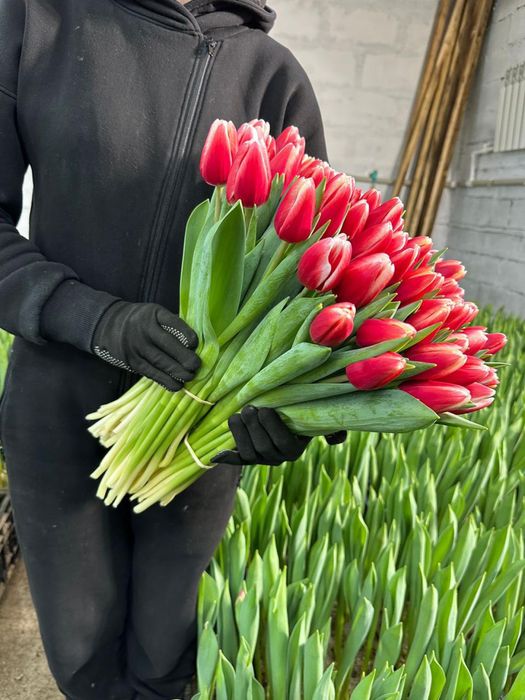 Тюльпаны цветы на праздники 8 мартах