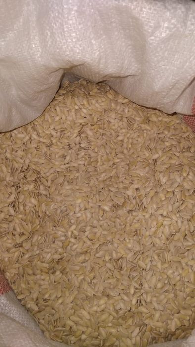 Семена дыни сорт Бакинка