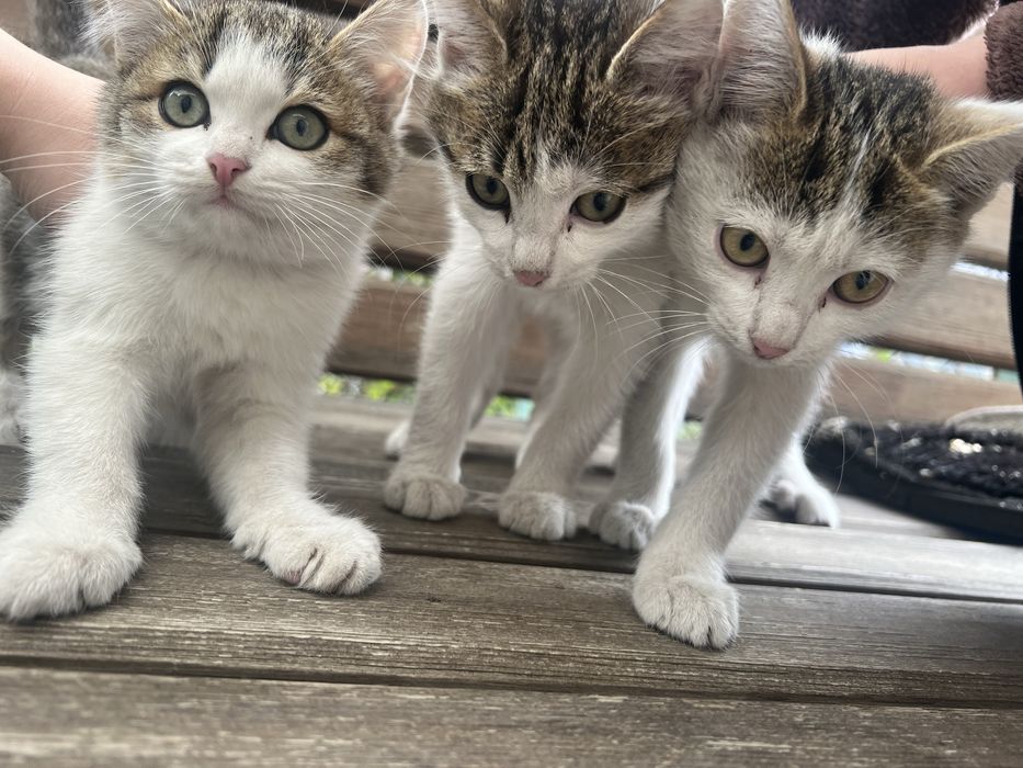 Отдам котят в добрые руки