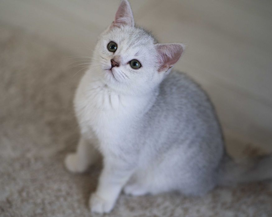 Motanel British Shorthair Silver Chinchilla