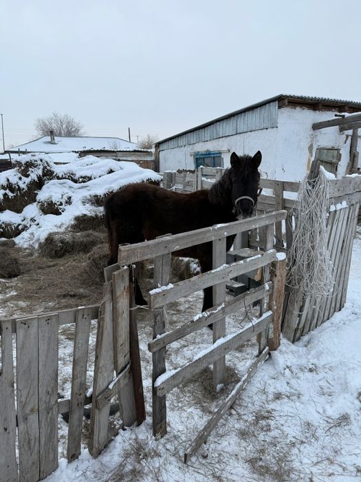 Тай сатылады срочно