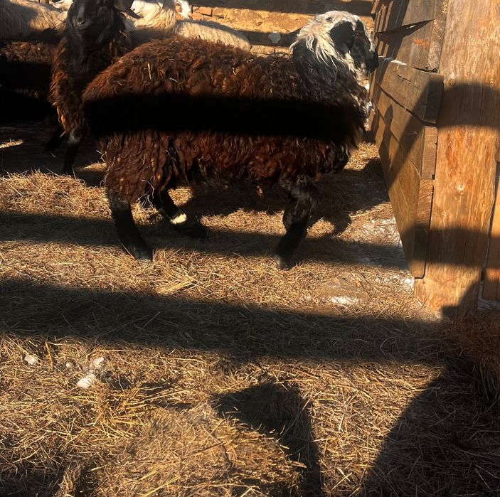 Продам баран 3шт