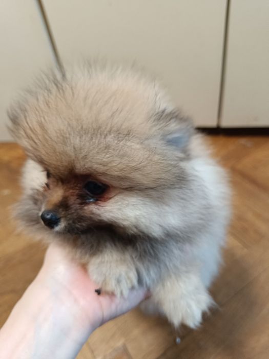 Померан мини момичета и момчета