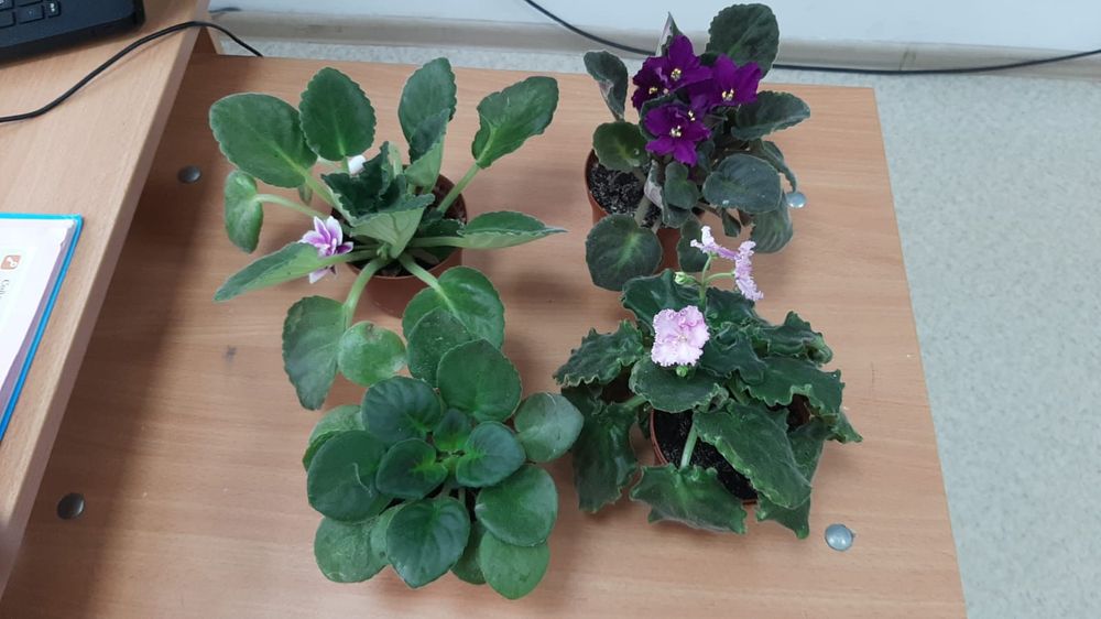 Уй гүлдері  бағасы 1000, 2000 аралығы