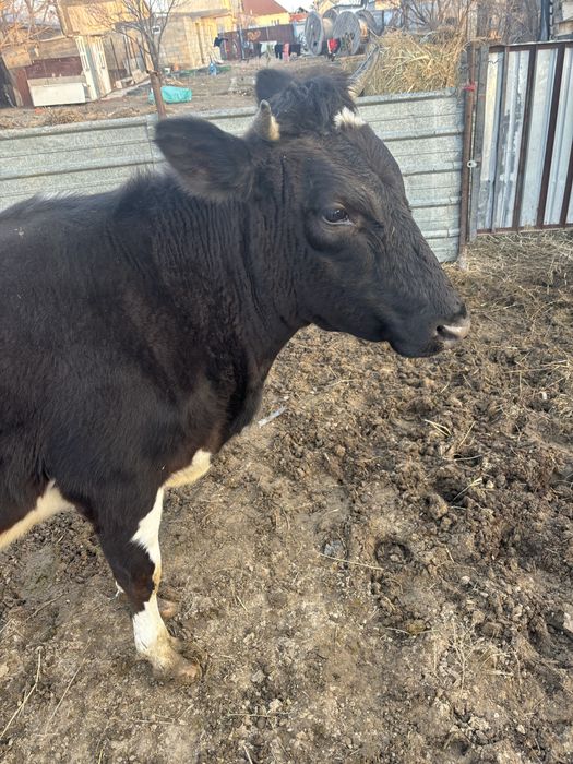 Продам корову с бычком первый отел