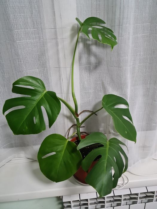 Цветок Монстера , продам