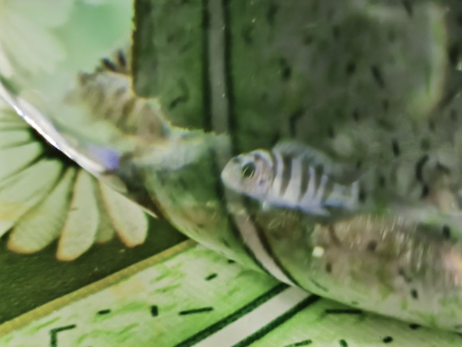 Рыбки аквариумные, цихлиды