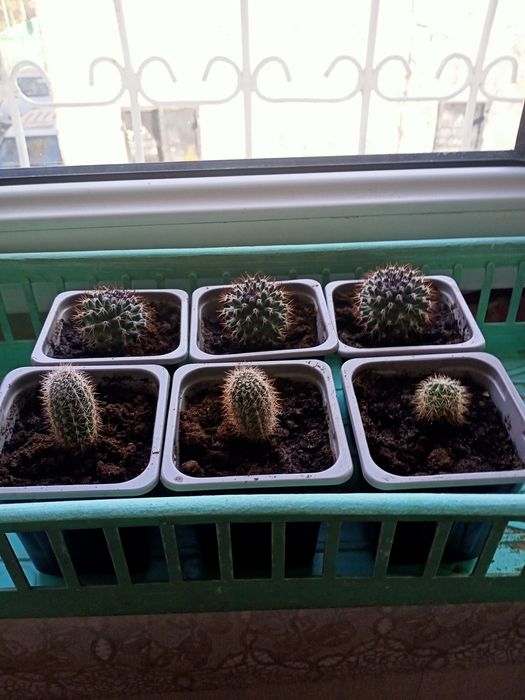 Продам кактусы, алоэ