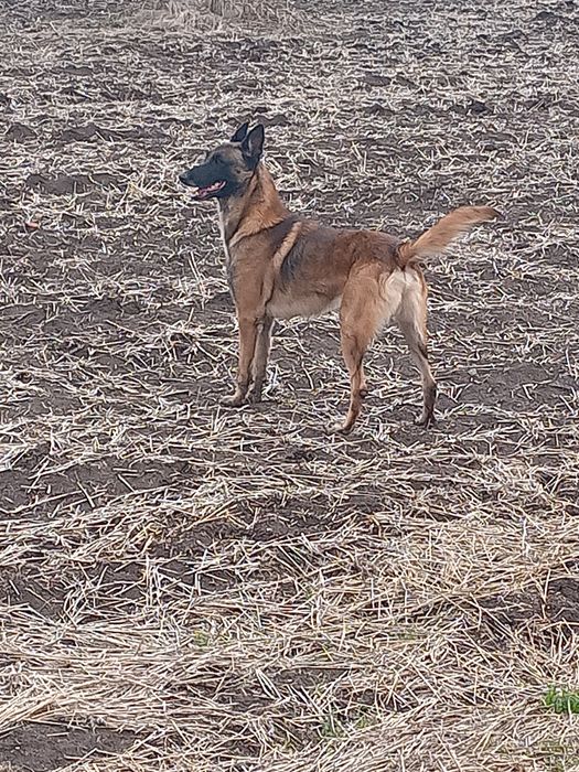 Белгийска овчарка малиноа