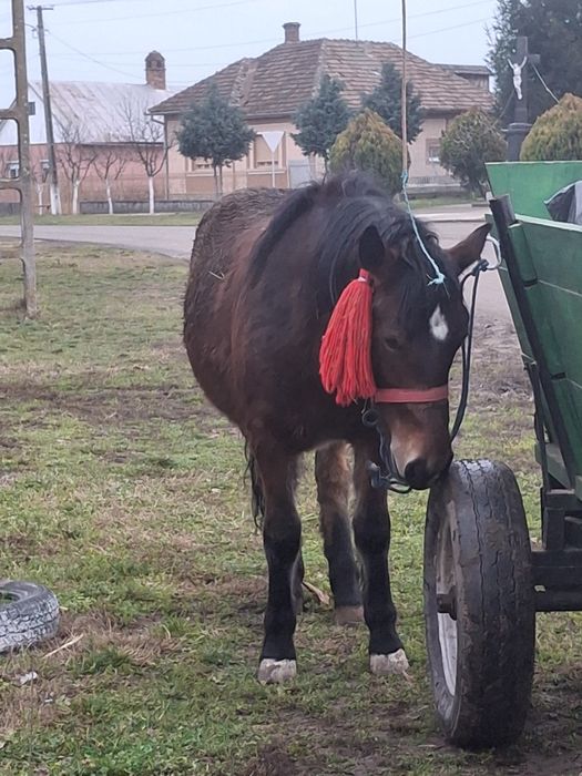 De vânzare mânza 1,5 de  ani