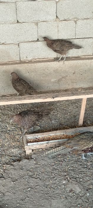 Фазаны охотничии, румынскии