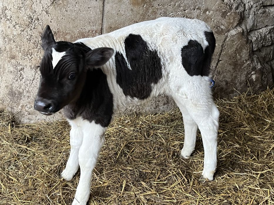 6 vitei de rasa 2 femele si 4 taurasii