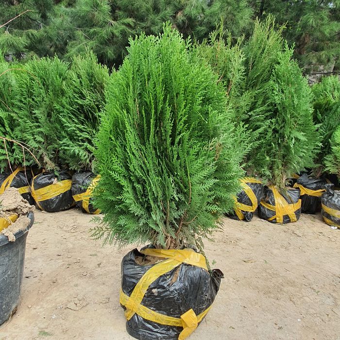 archa  арча туя tuya