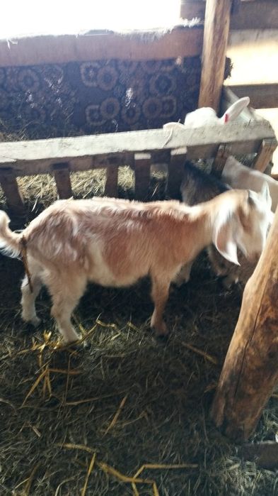 Iezi, carne de ied pentru Paste, livrare la domiciliu