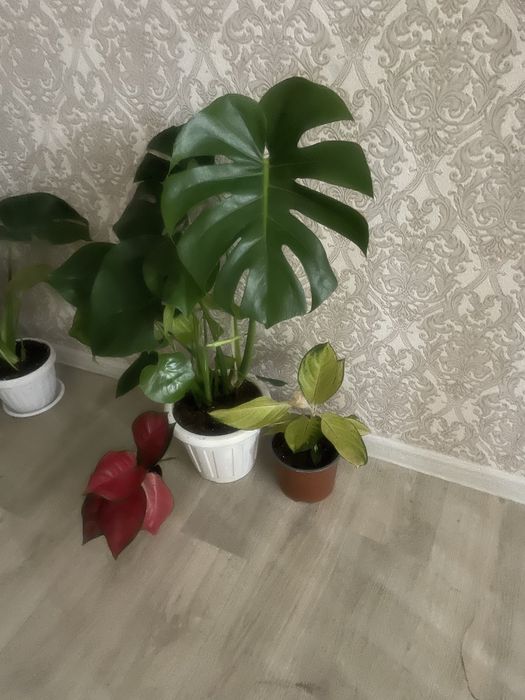 Аглоанемы ,Зеленыи доллор,Монстеры