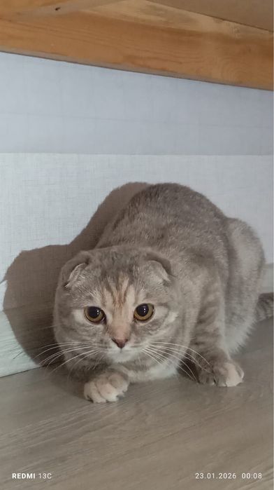 Продаю очень красивая кошка