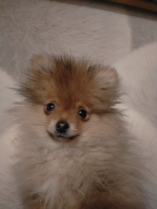 По.щенка мини шпица мальчик 3 месяца