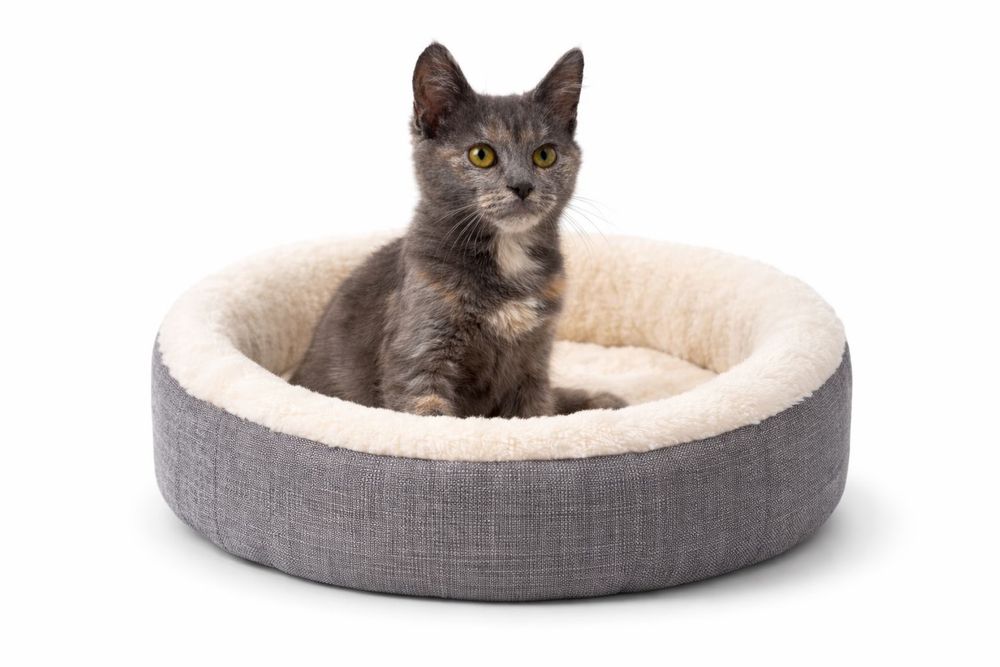 Кошечка Василиса ищет семью!