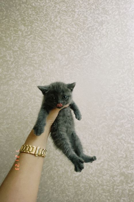 продам котенка,15000